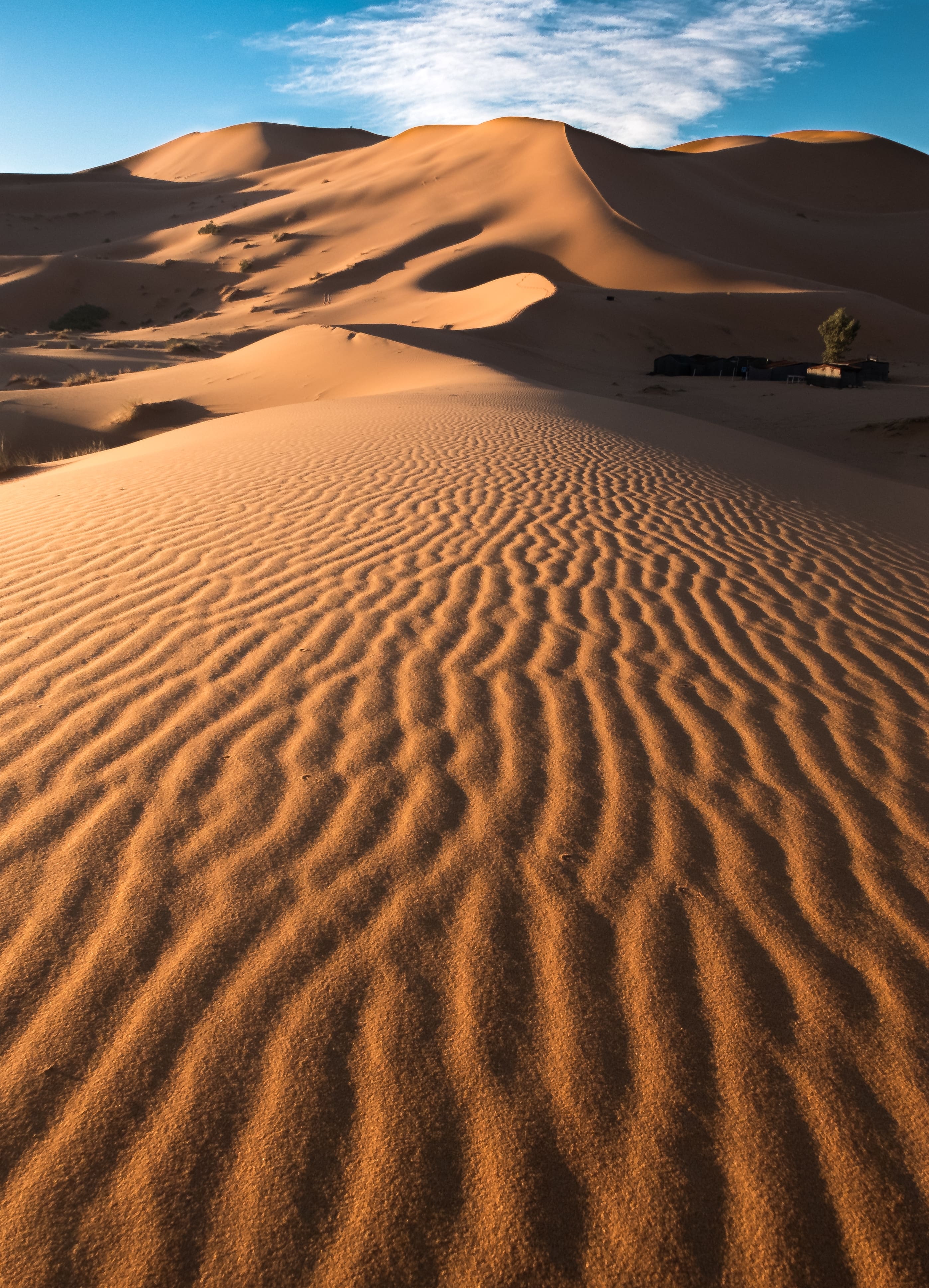 Oasis in the Sands