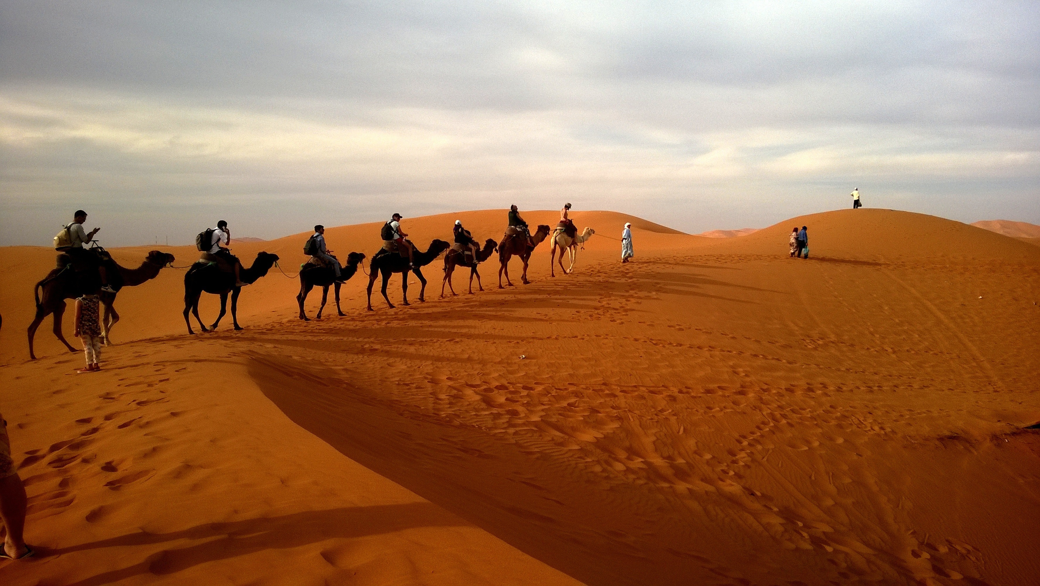 Camels desert landscape